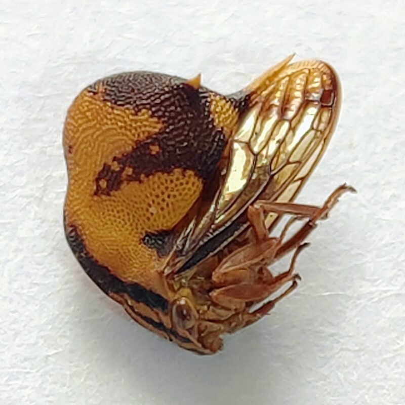 1 Membracidae