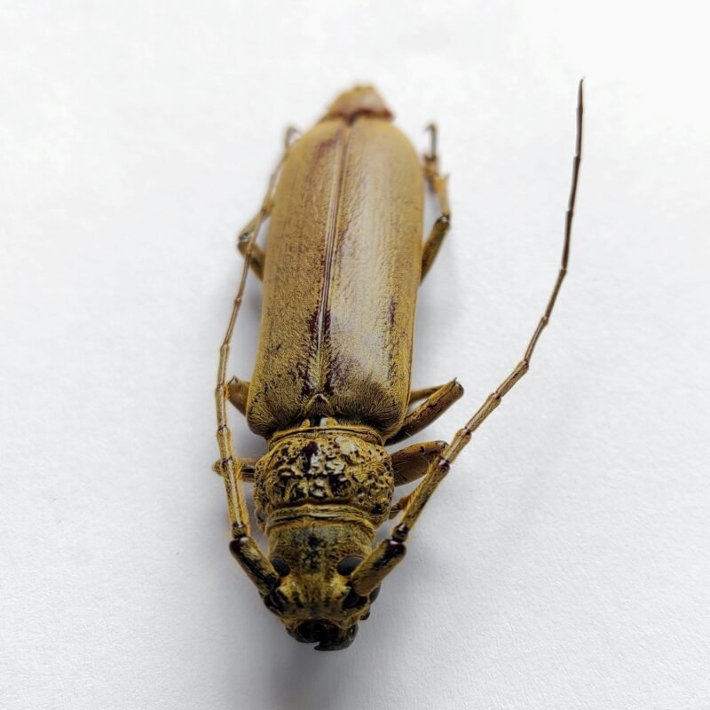 1 Cerambicidae