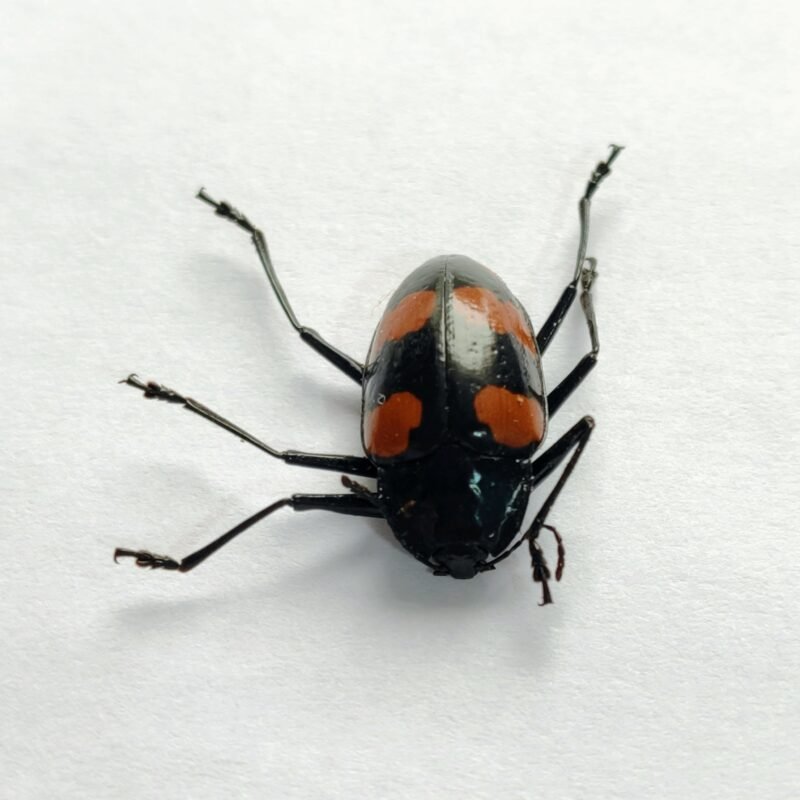 1 Chrysomelidae