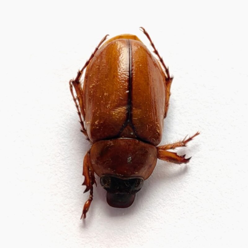 1 Scarabaeidae