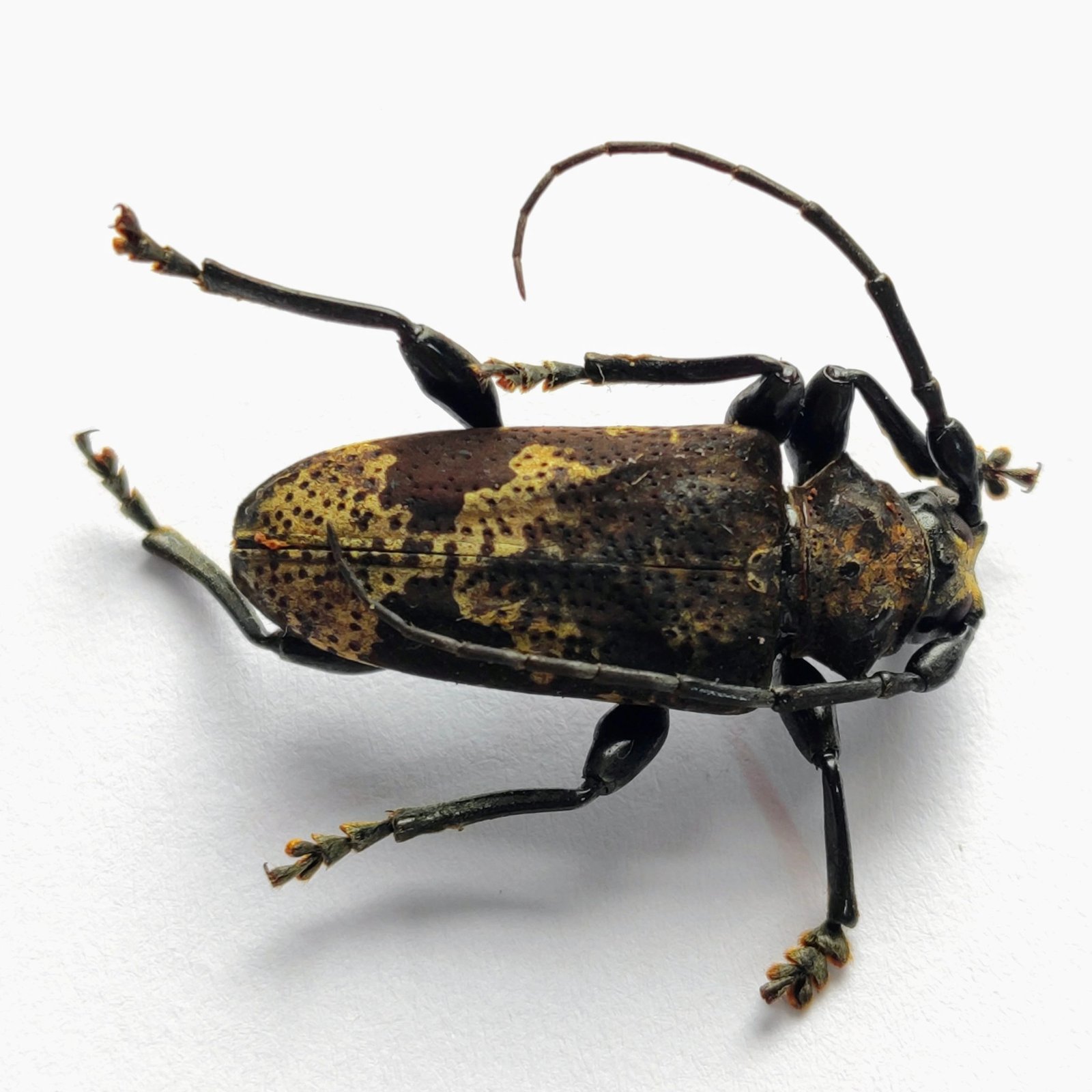 10 Cerambicidae - Image 2