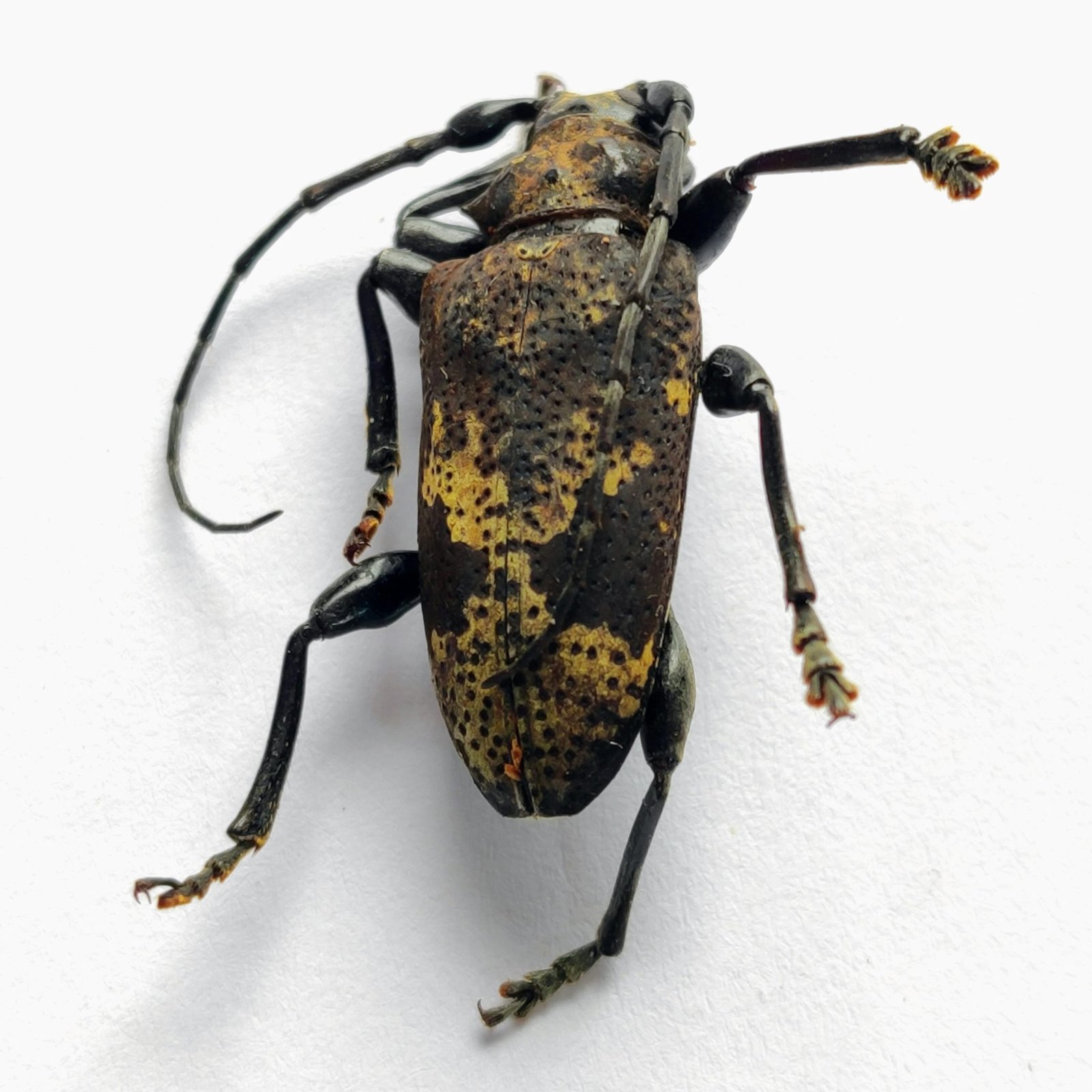 10 Cerambicidae - Image 3