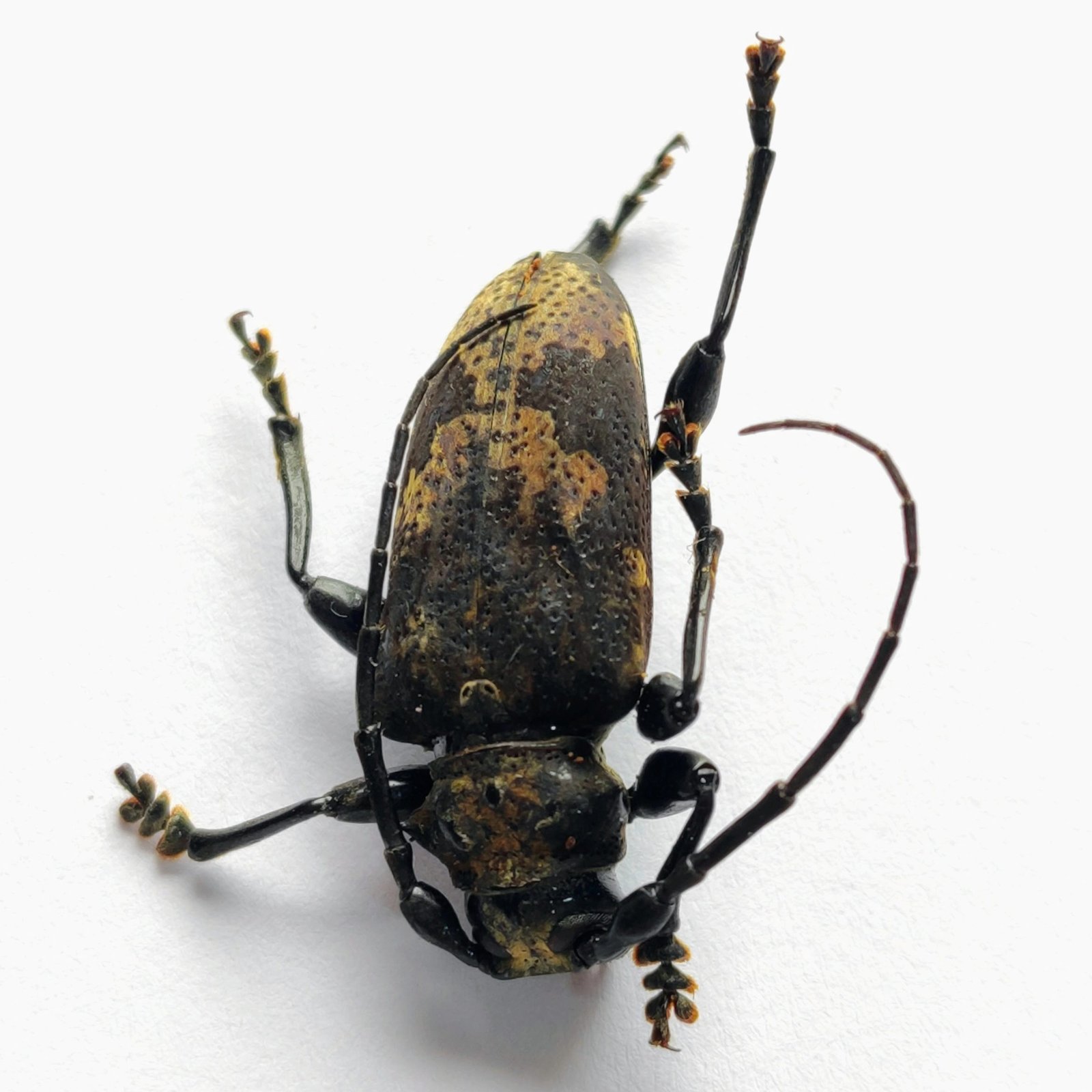 10 Cerambicidae
