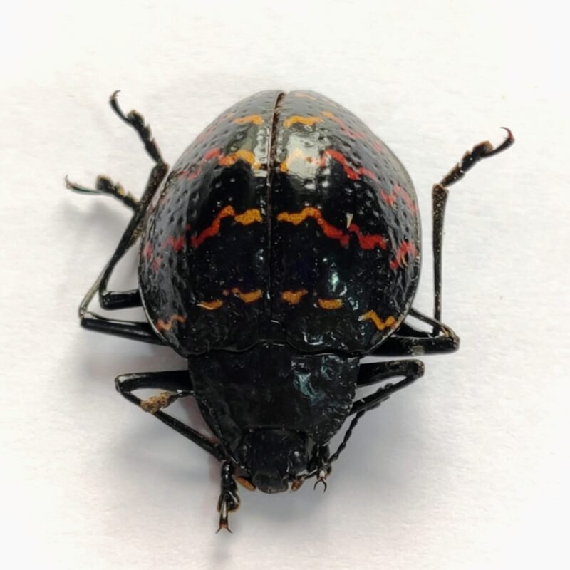 10 Chrysomelidae