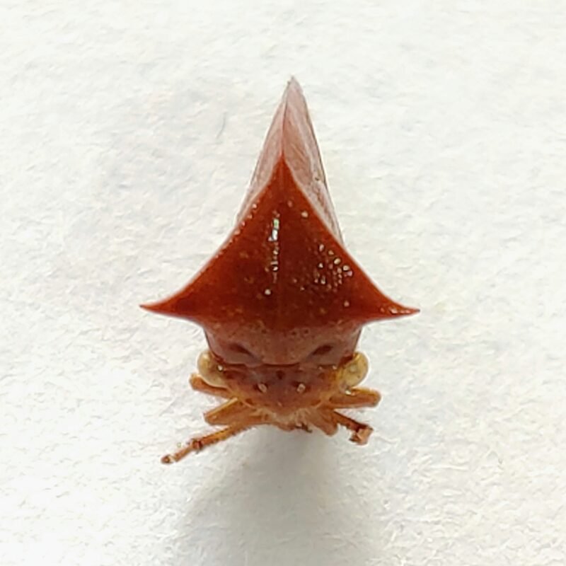 10 Membracidae