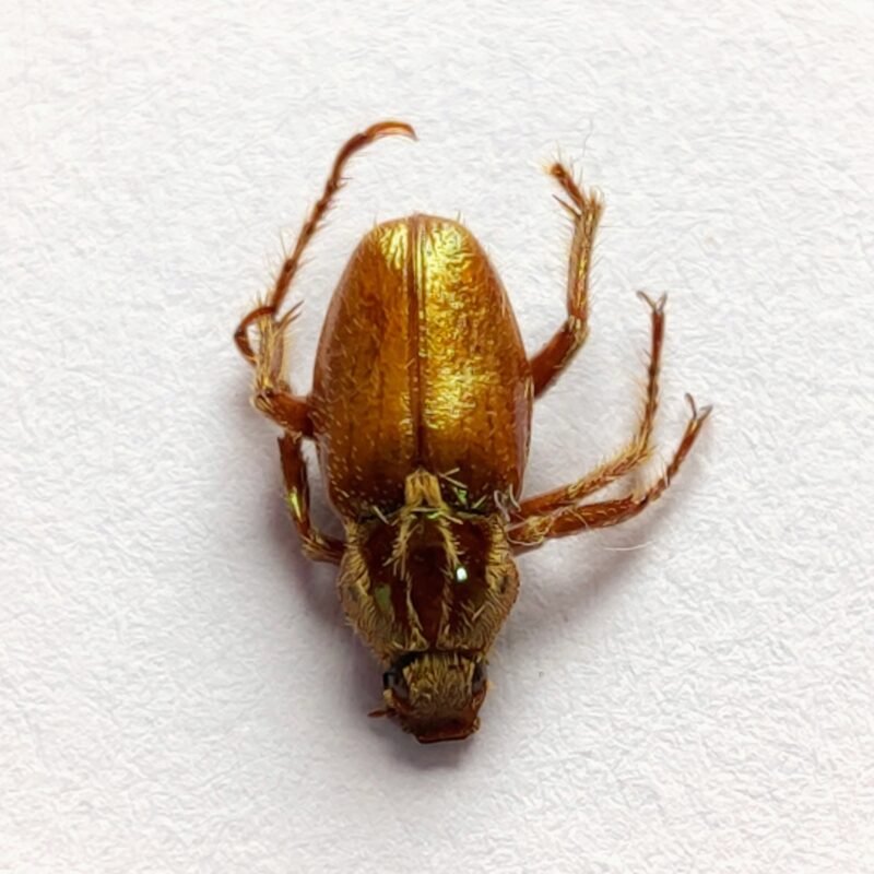 10 Scarabaeidae