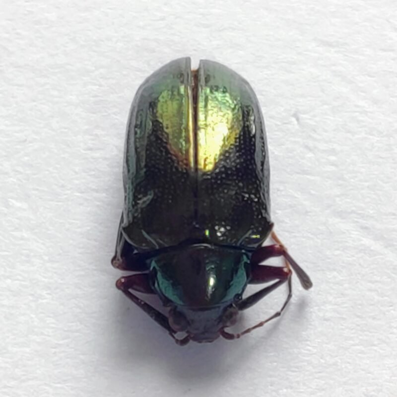100 Chrysomelidae