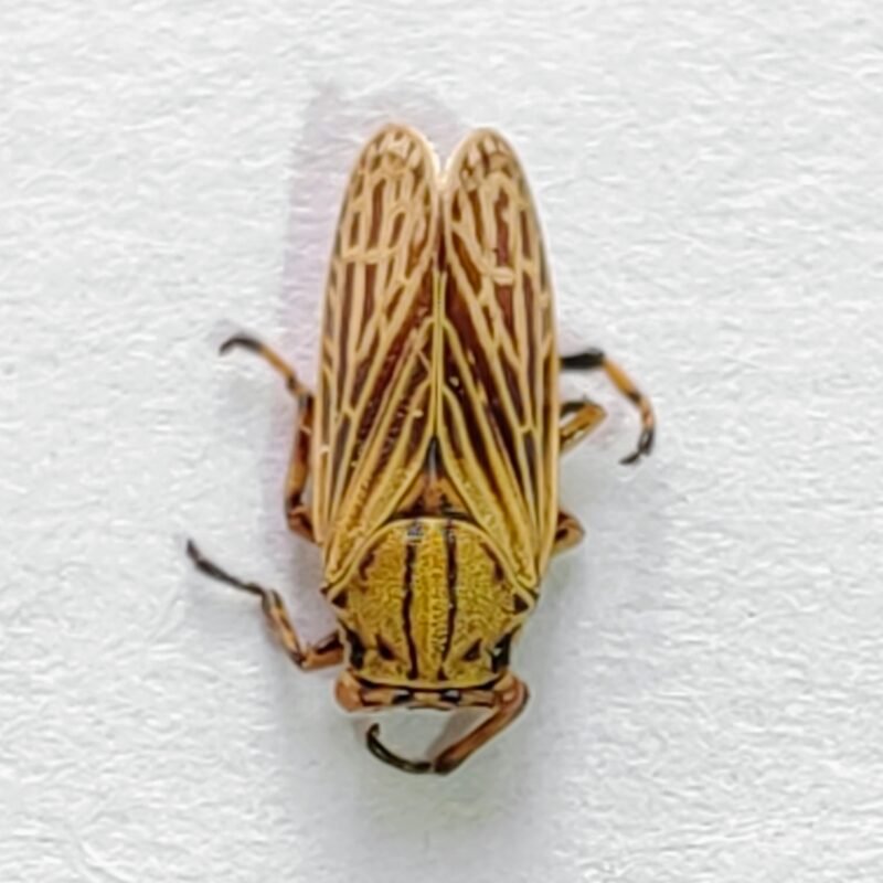 100 Membracidae
