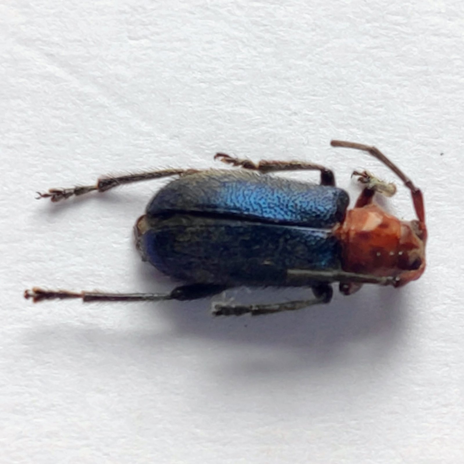 101 Chrysomelidae - Image 2