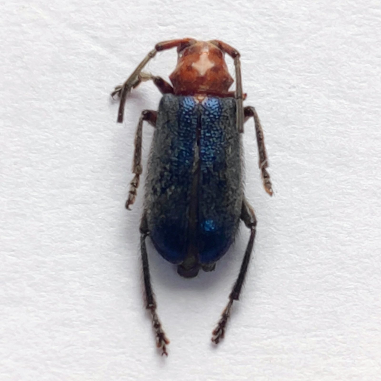 101 Chrysomelidae - Image 3