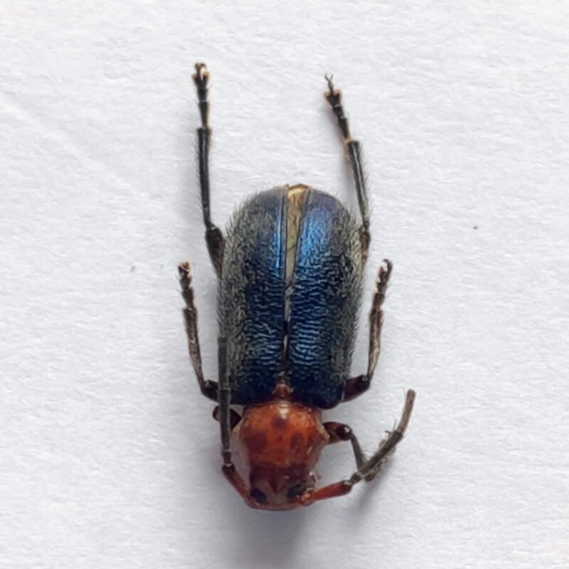 101 Chrysomelidae