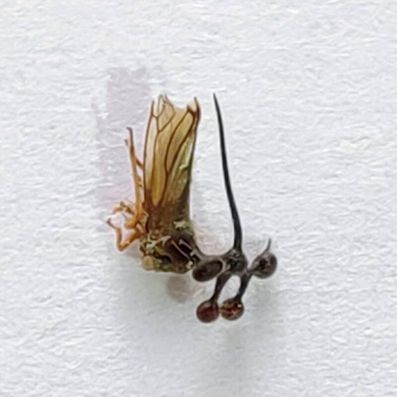 101 Membracidae