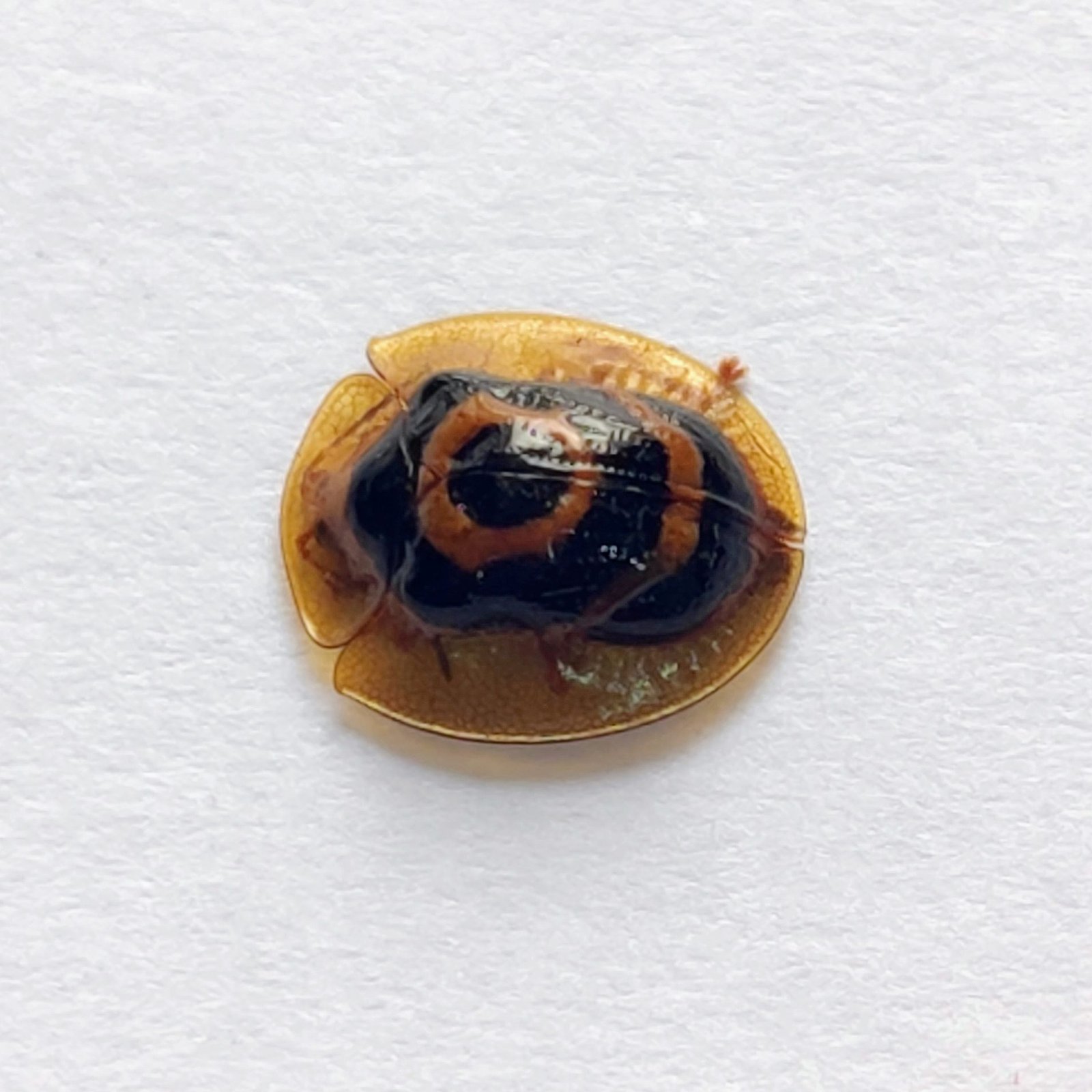 102 Chrysomelidae - Image 2