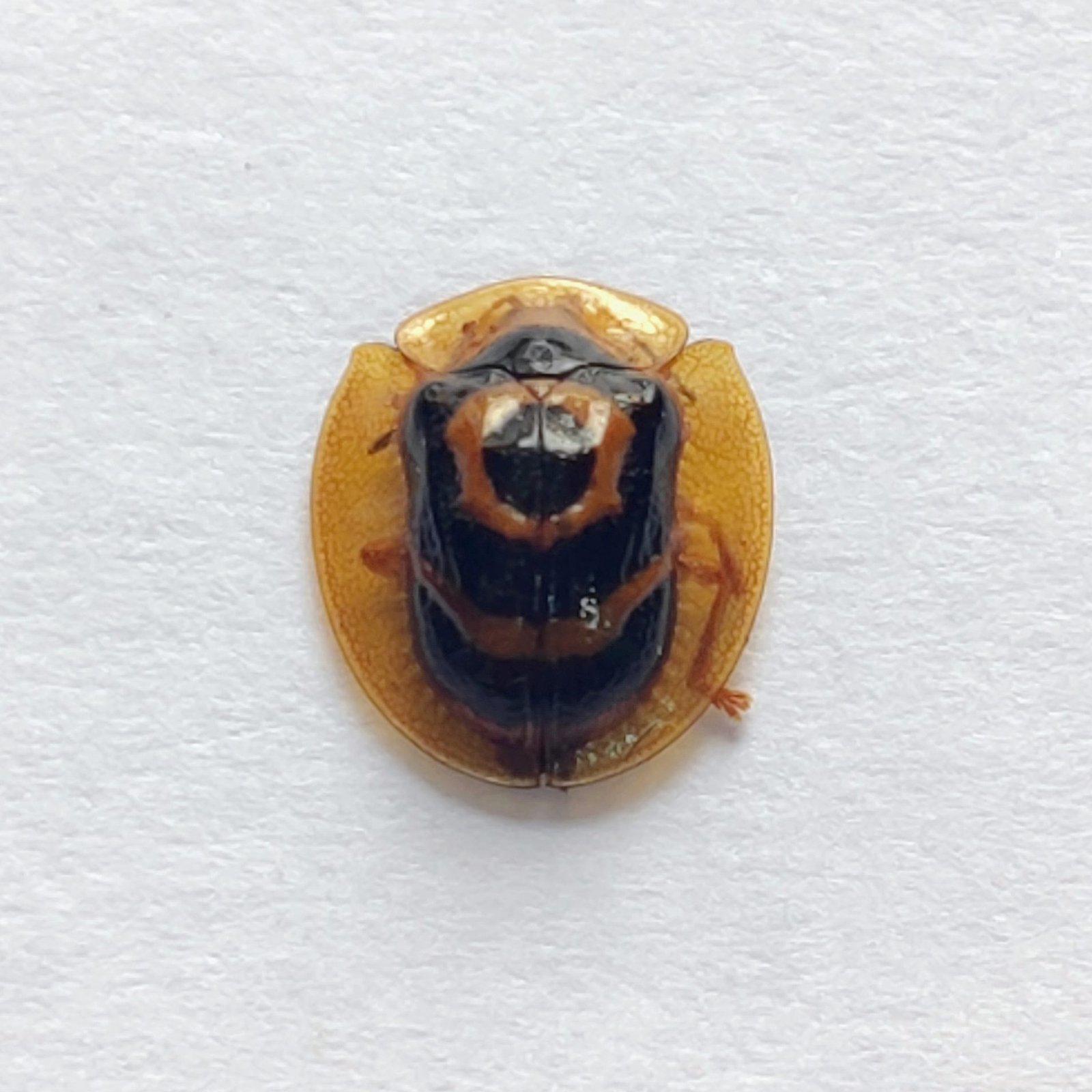 102 Chrysomelidae - Image 3