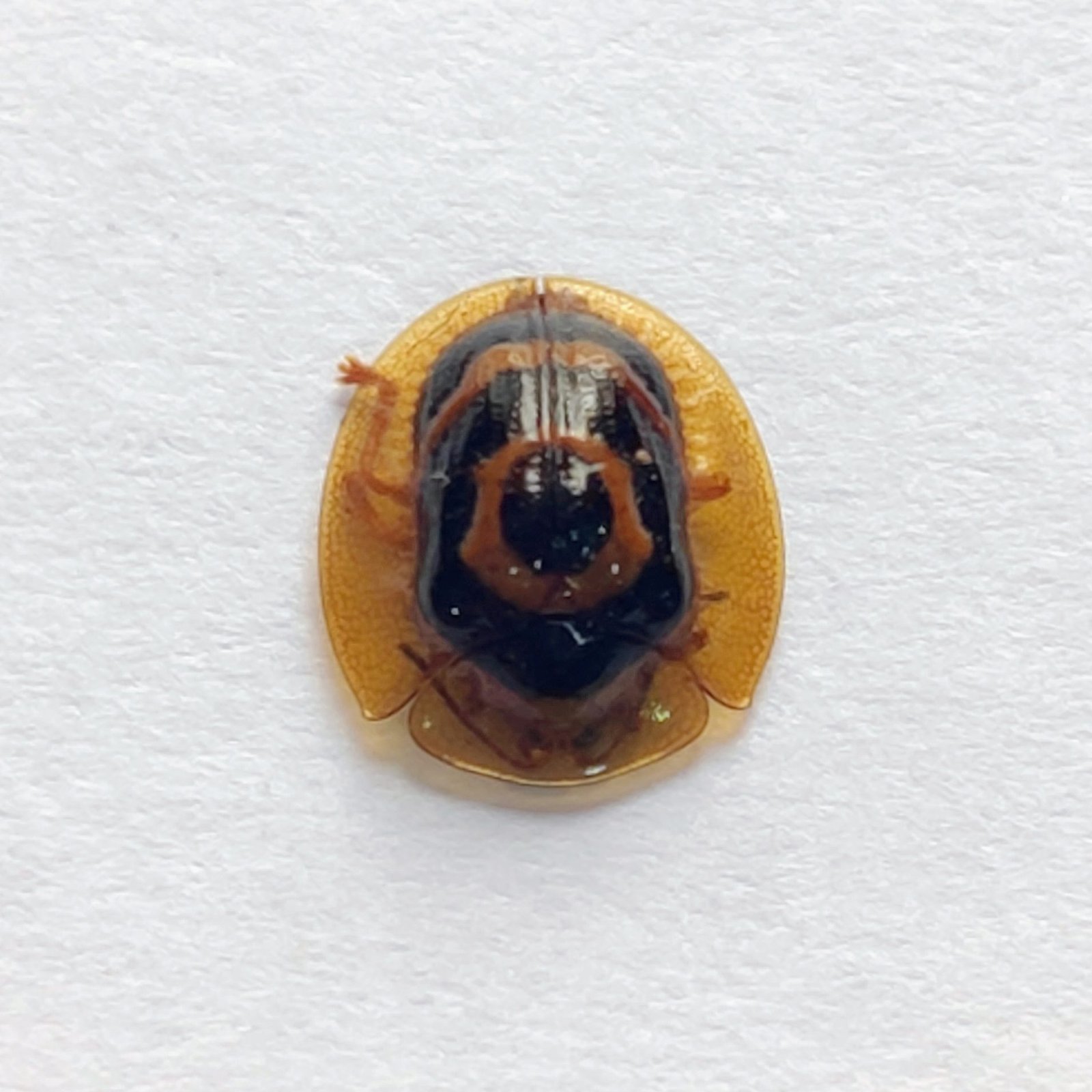 102 Chrysomelidae