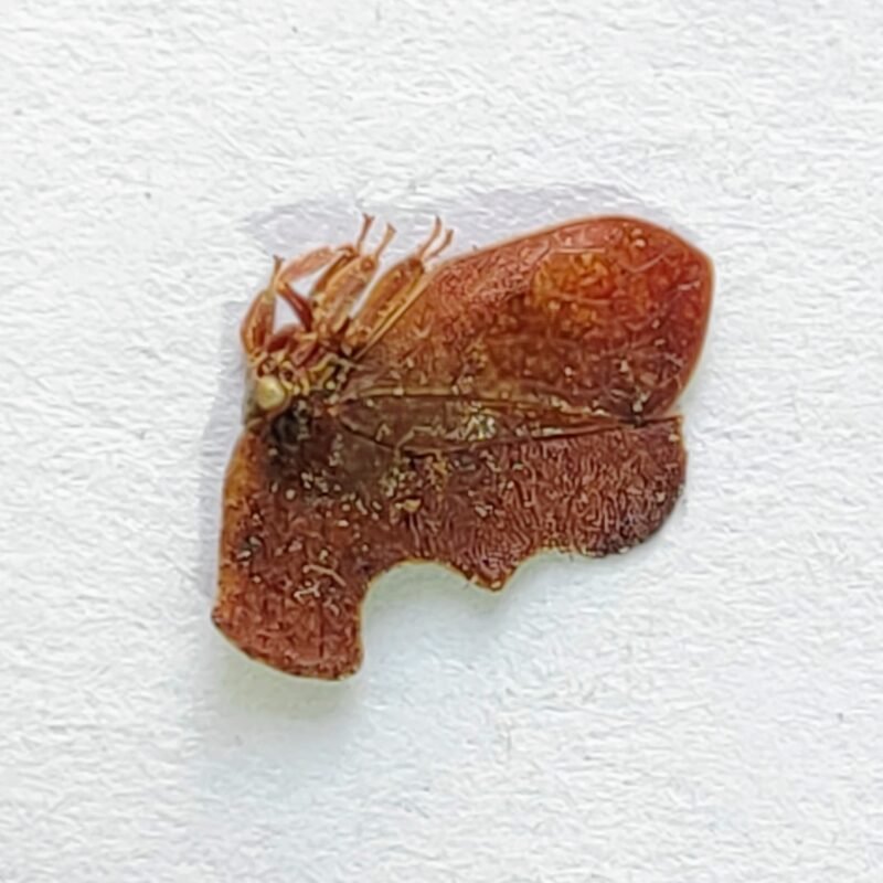 102 Membracidae