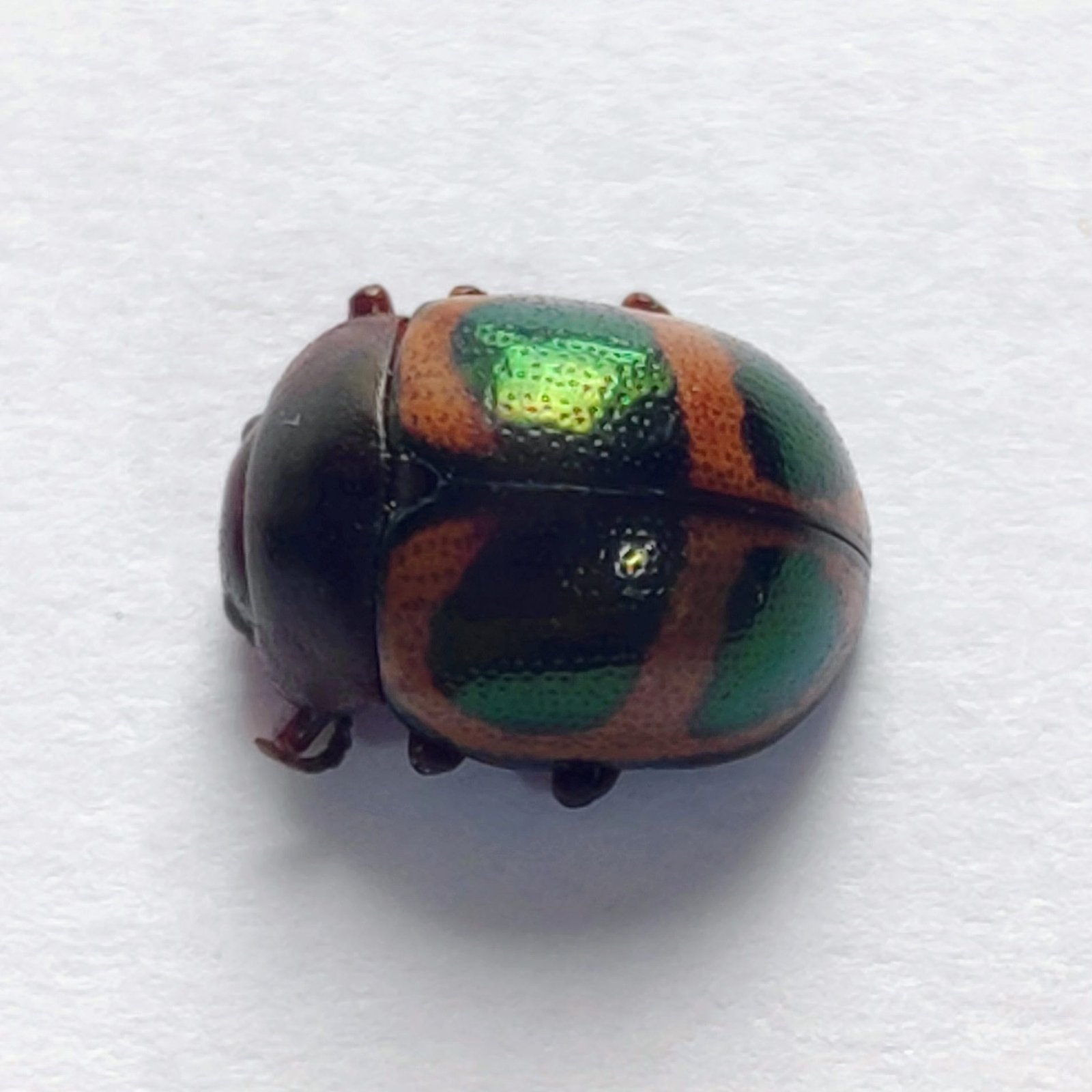 103 Chrysomelidae - Image 2