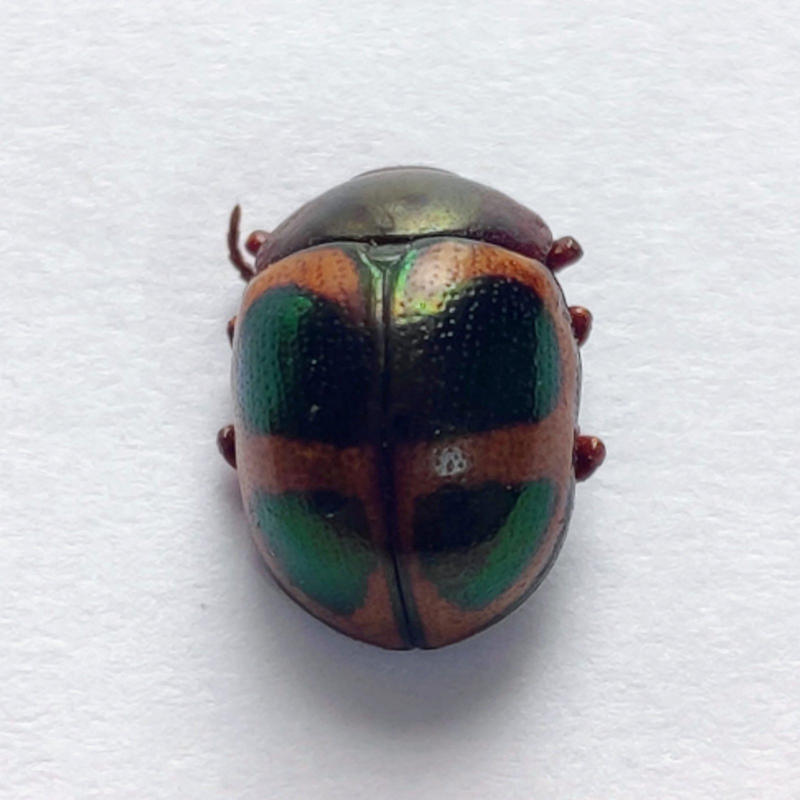 103 Chrysomelidae - Image 3