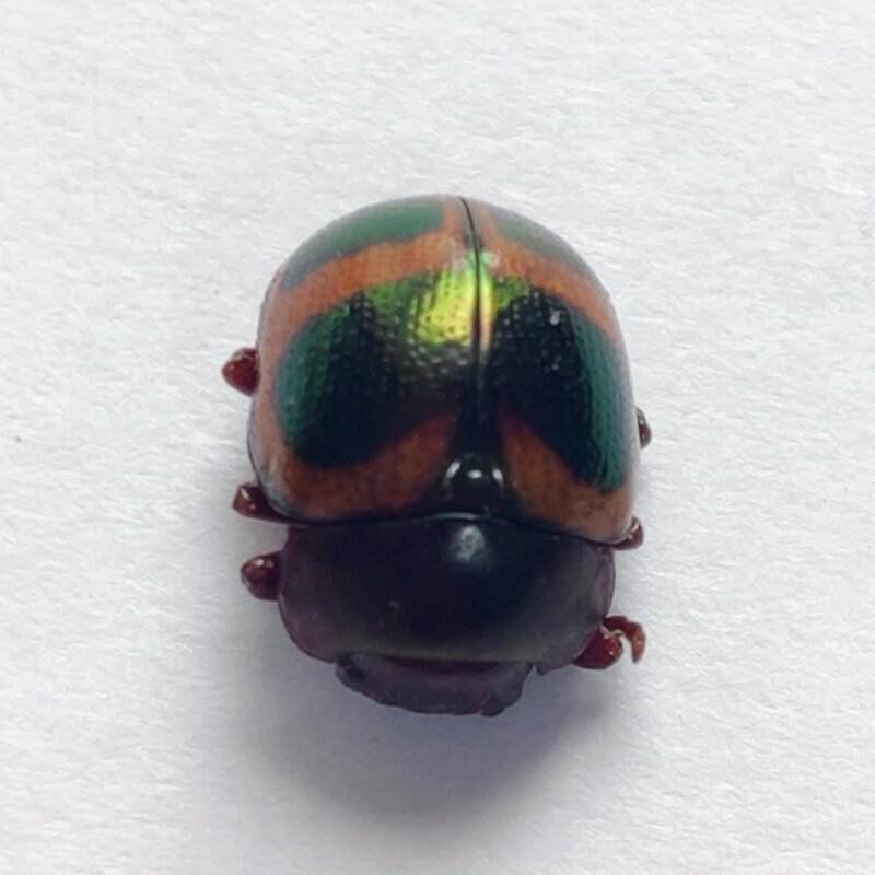 103 Chrysomelidae