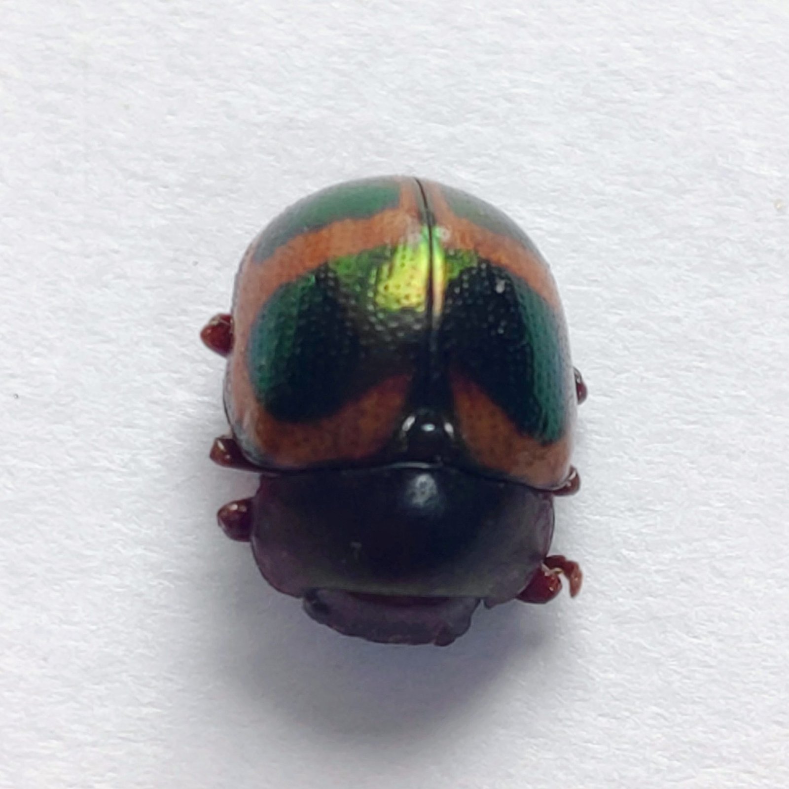 103 Chrysomelidae