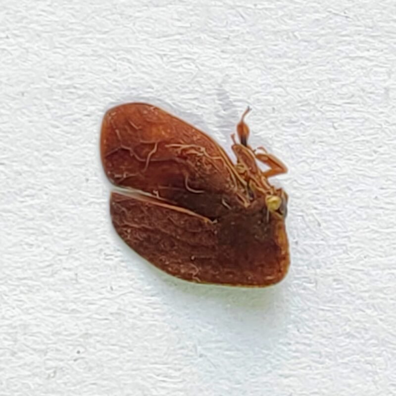 103 Membracidae