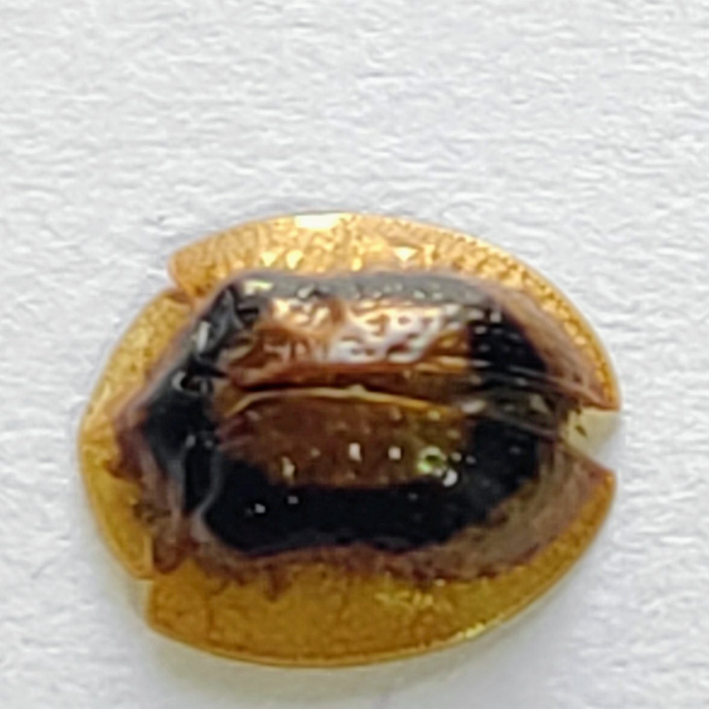 104 Chrysomelidae - Image 2