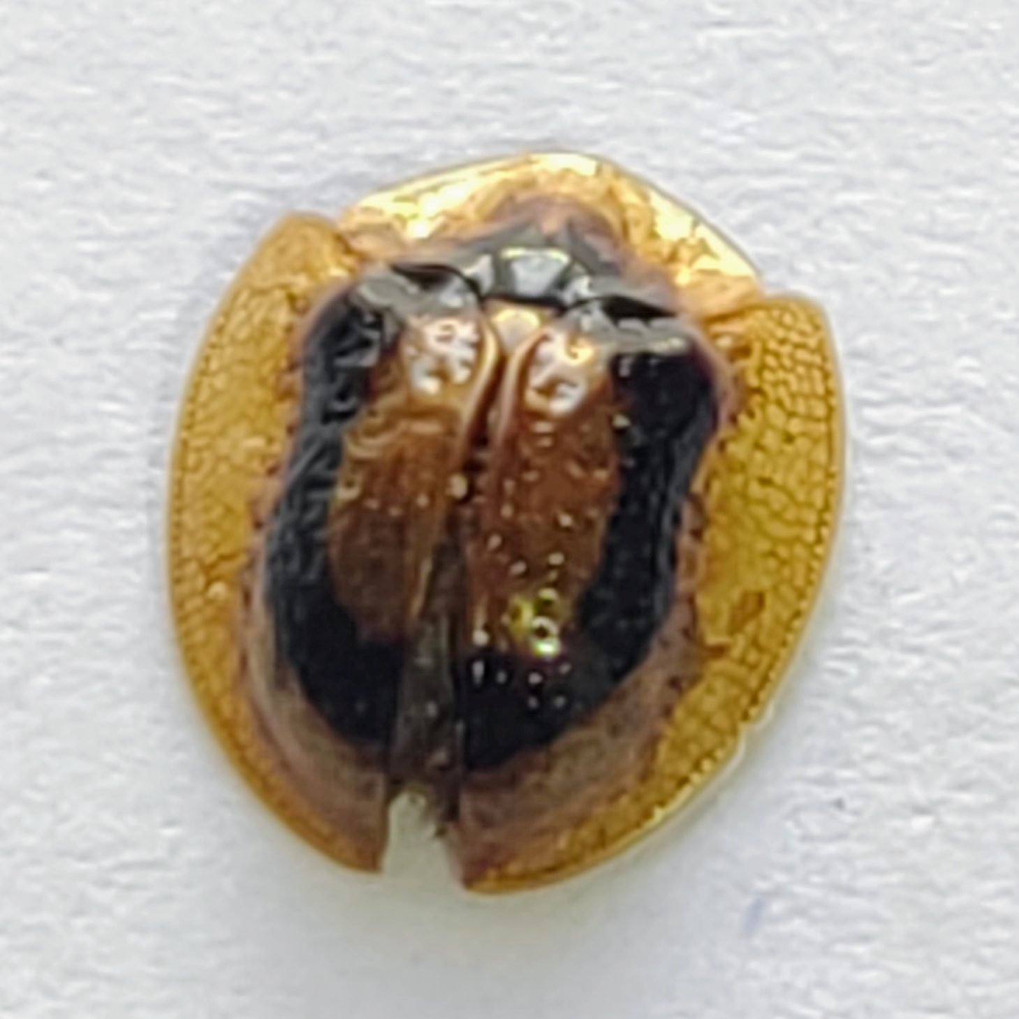 104 Chrysomelidae - Image 3