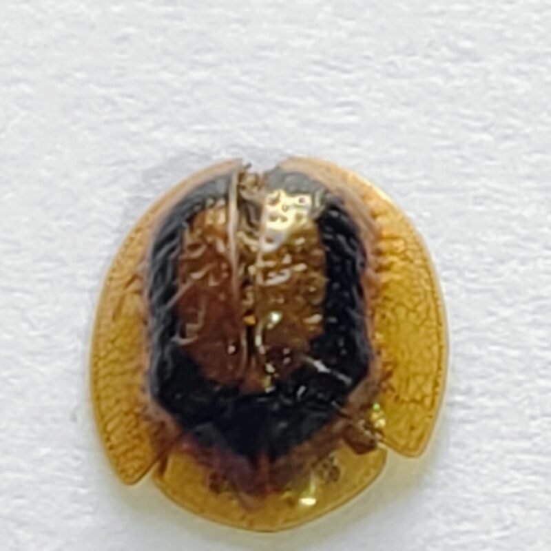 104 Chrysomelidae