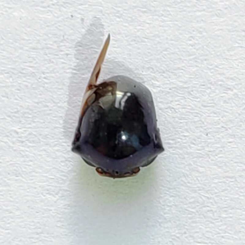 104 Membracidae