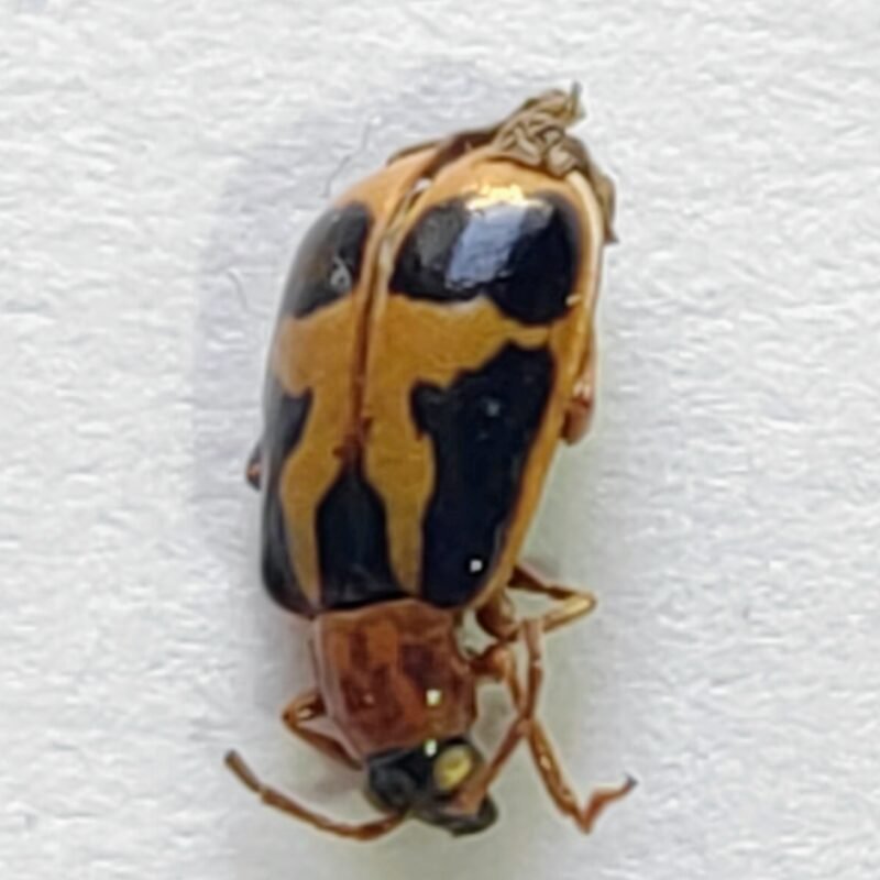 105 Chrysomelidae