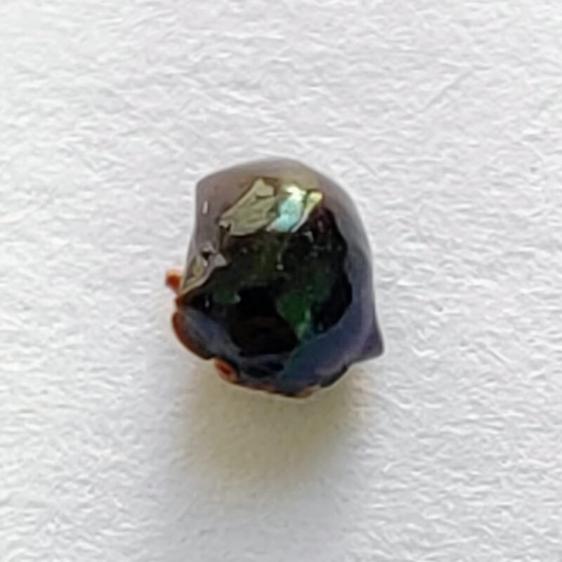 105 Membracidae