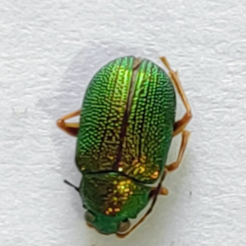 106 Chrysomelidae
