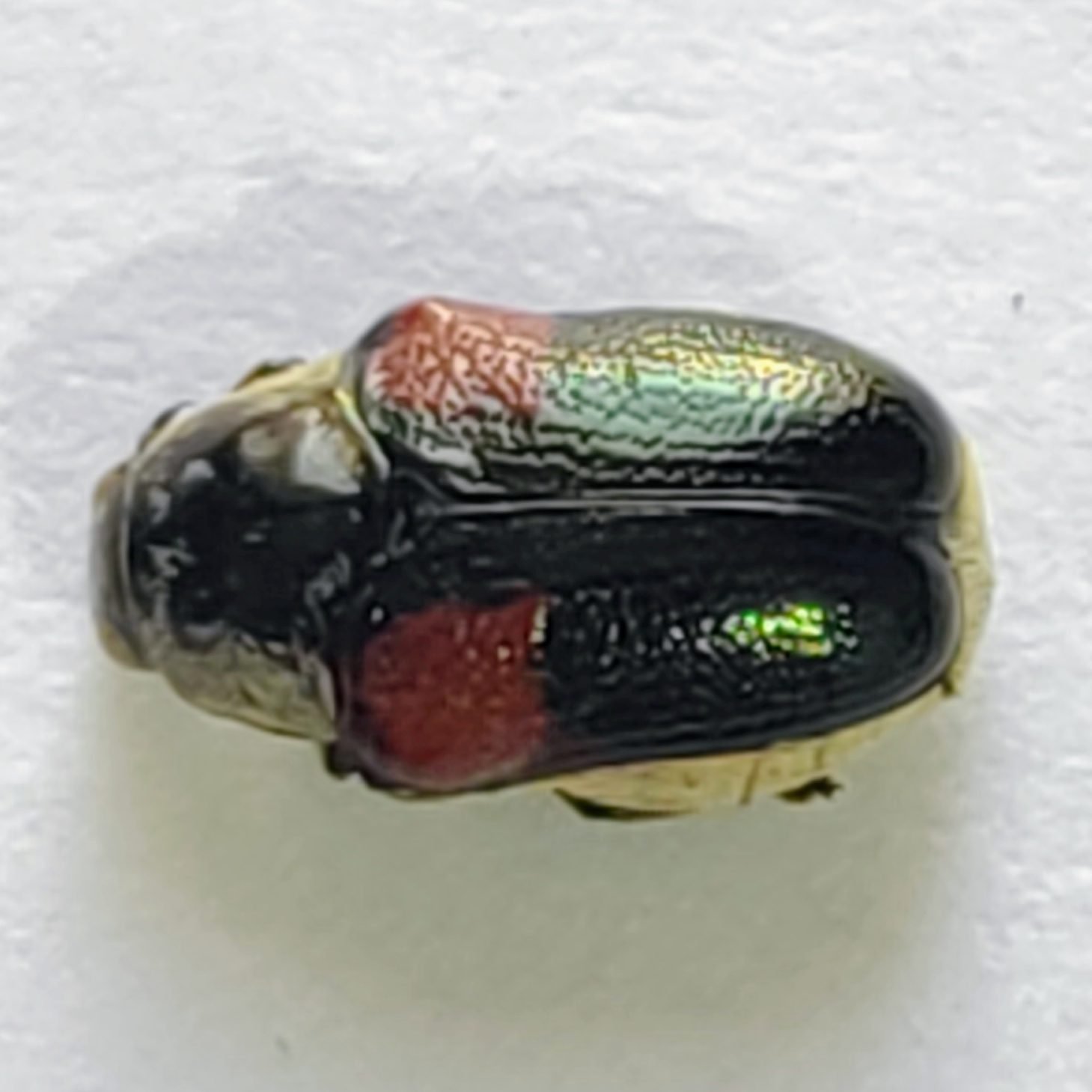 107 Chrysomelidae - Image 2
