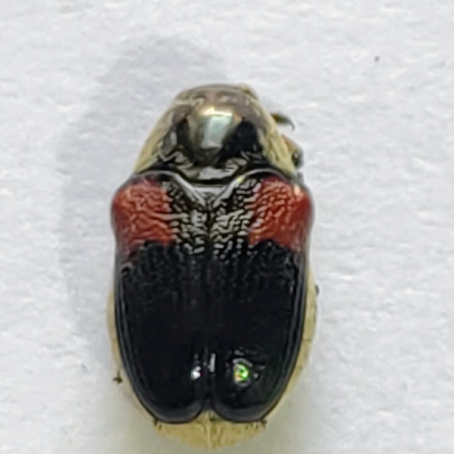 107 Chrysomelidae - Image 3