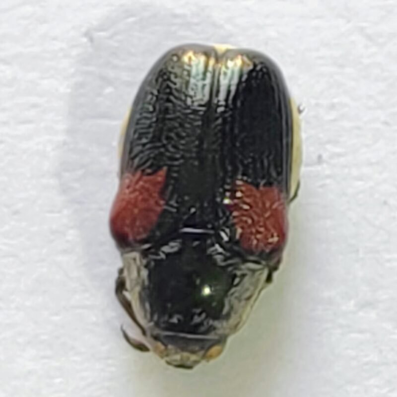 107 Chrysomelidae