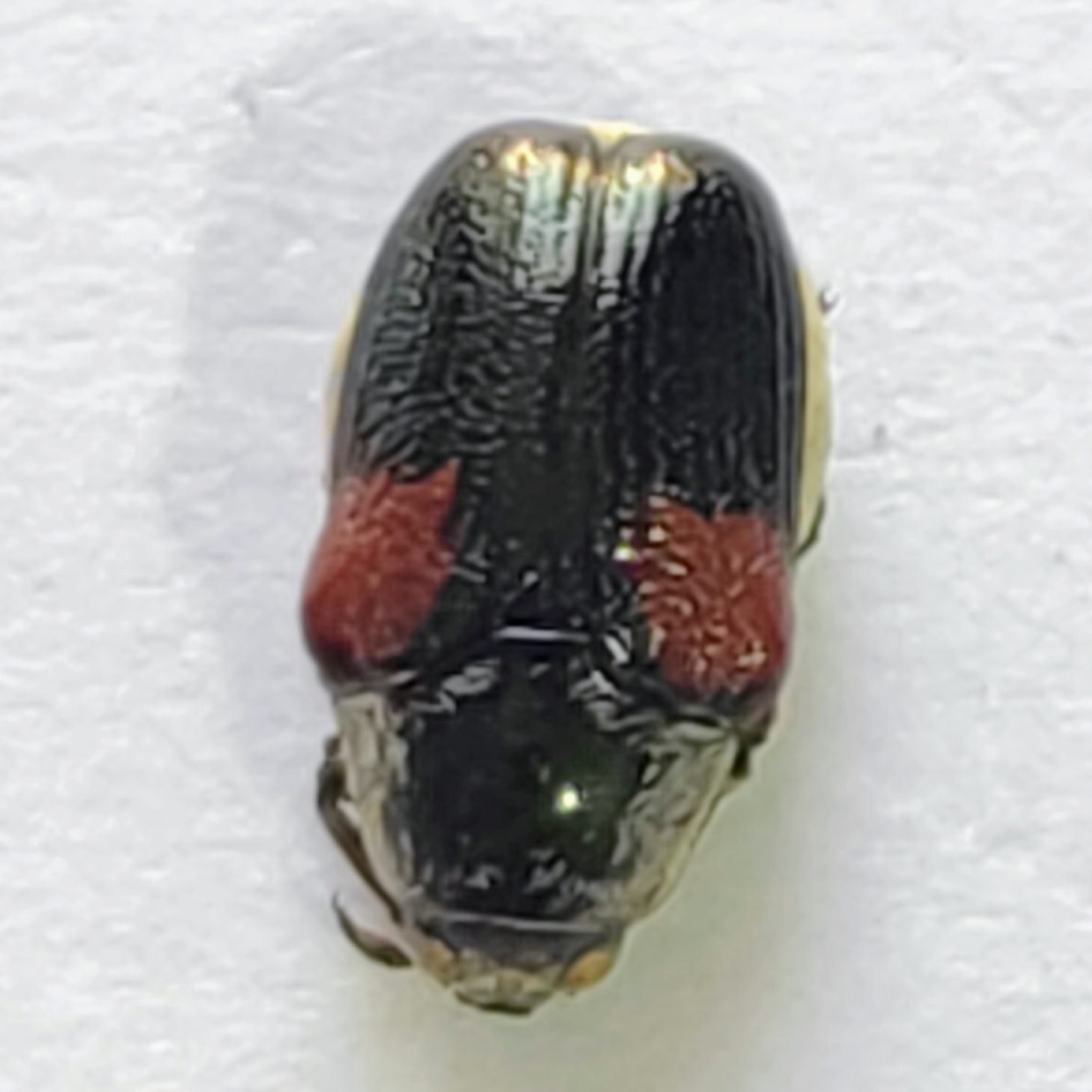 107 Chrysomelidae