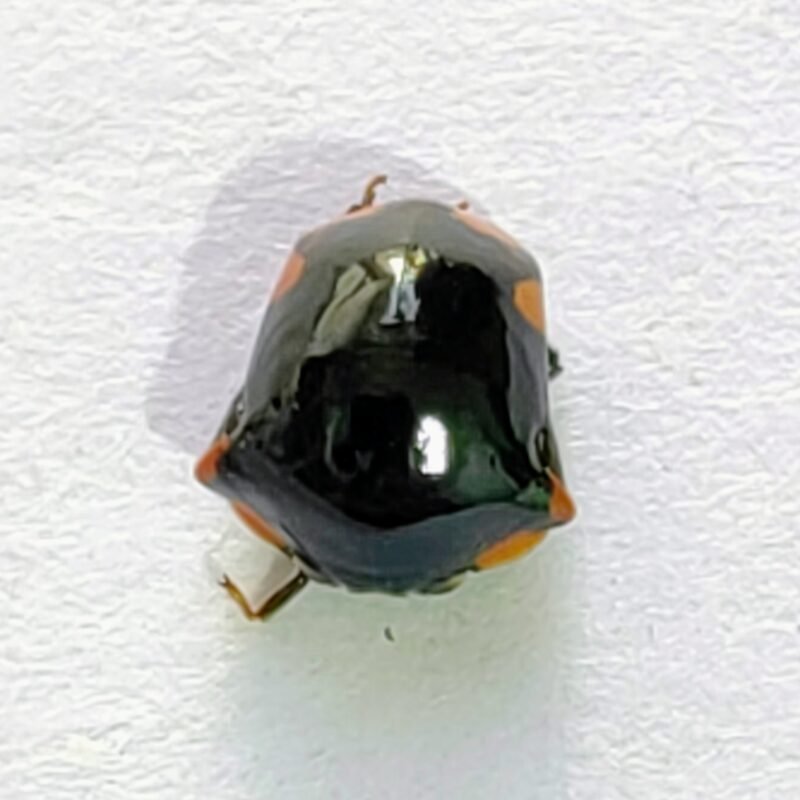 107 Membracidae