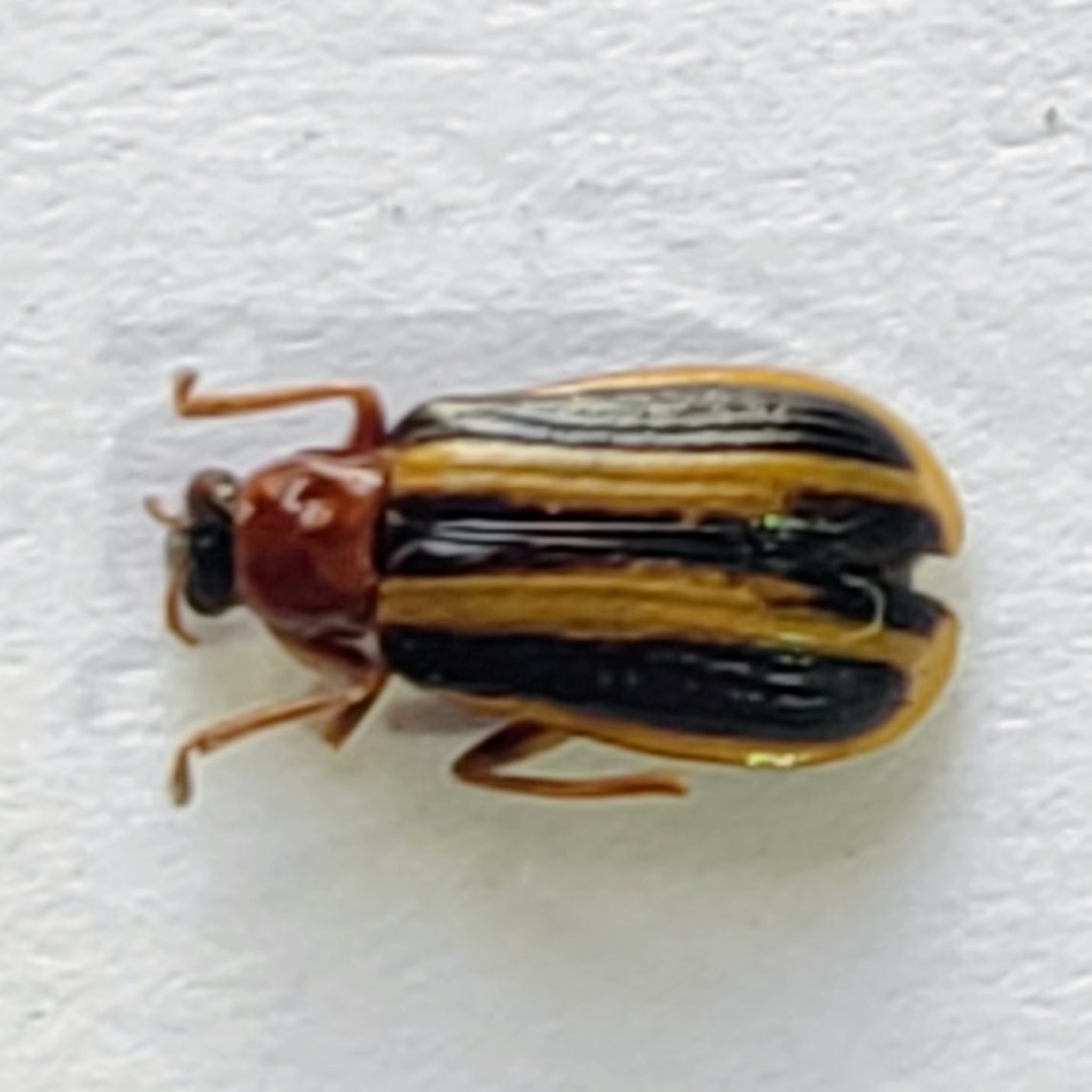 108 Chrysomelidae - Image 2