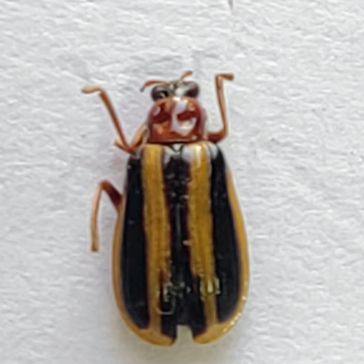 108 Chrysomelidae - Image 3