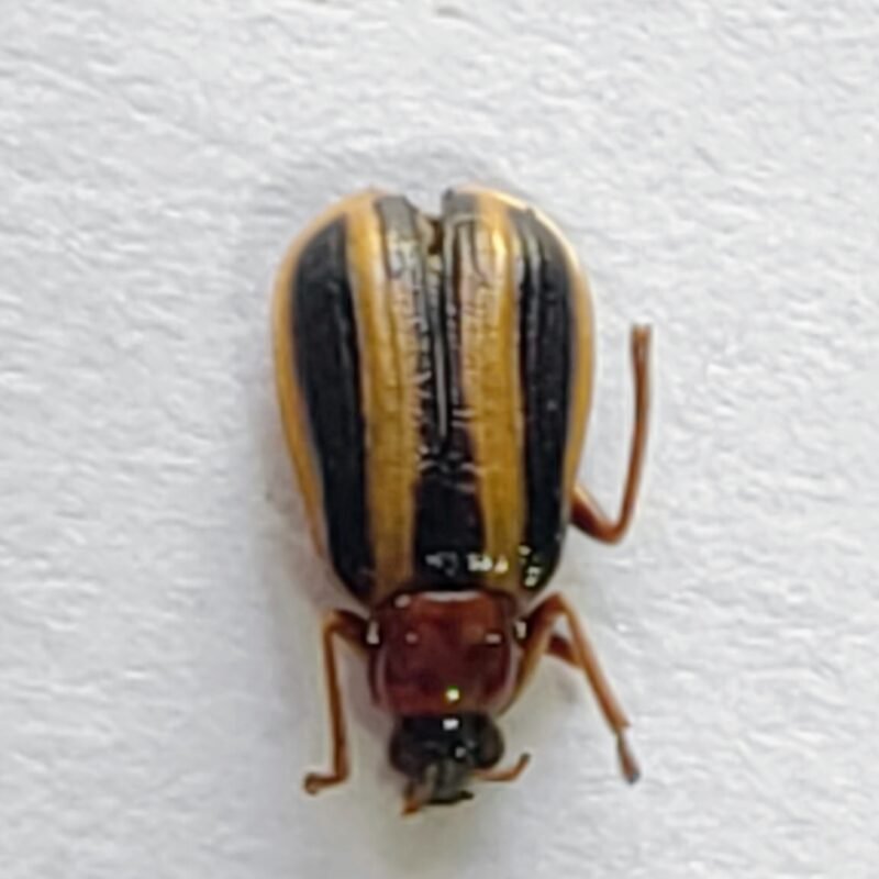 108 Chrysomelidae