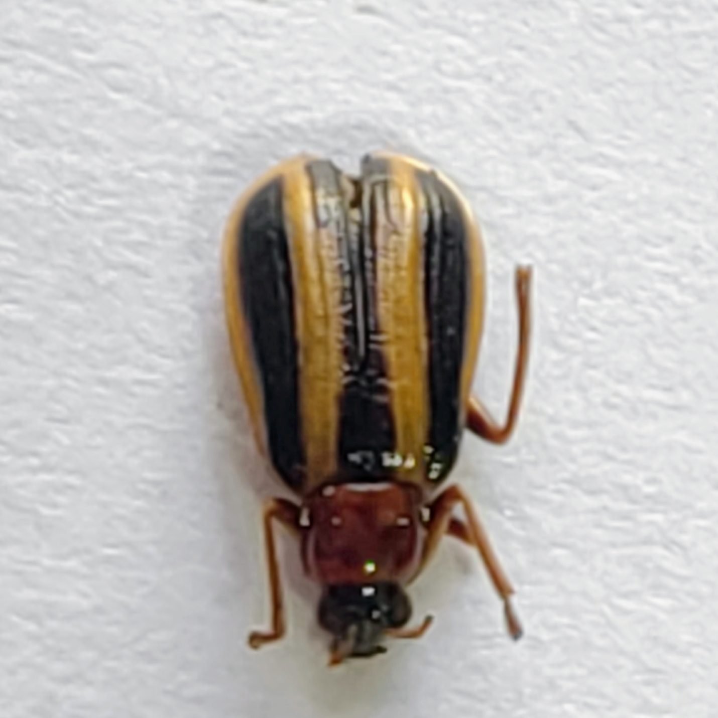 108 Chrysomelidae