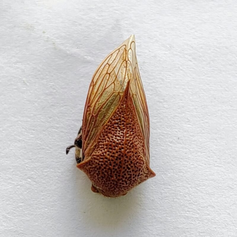 108 Membracidae