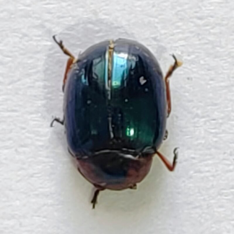 109 Chrysomelidae