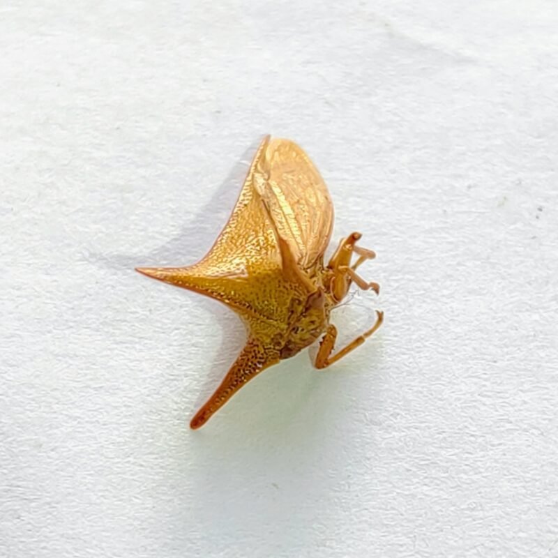 109 Membracidae