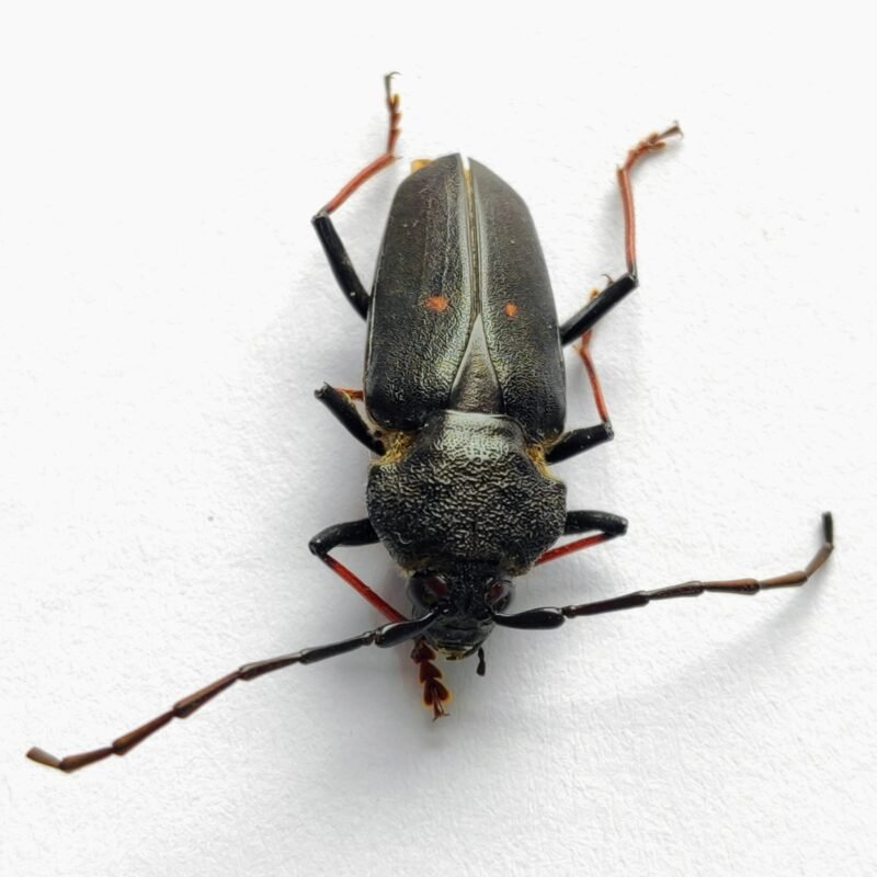 11 Cerambicidae