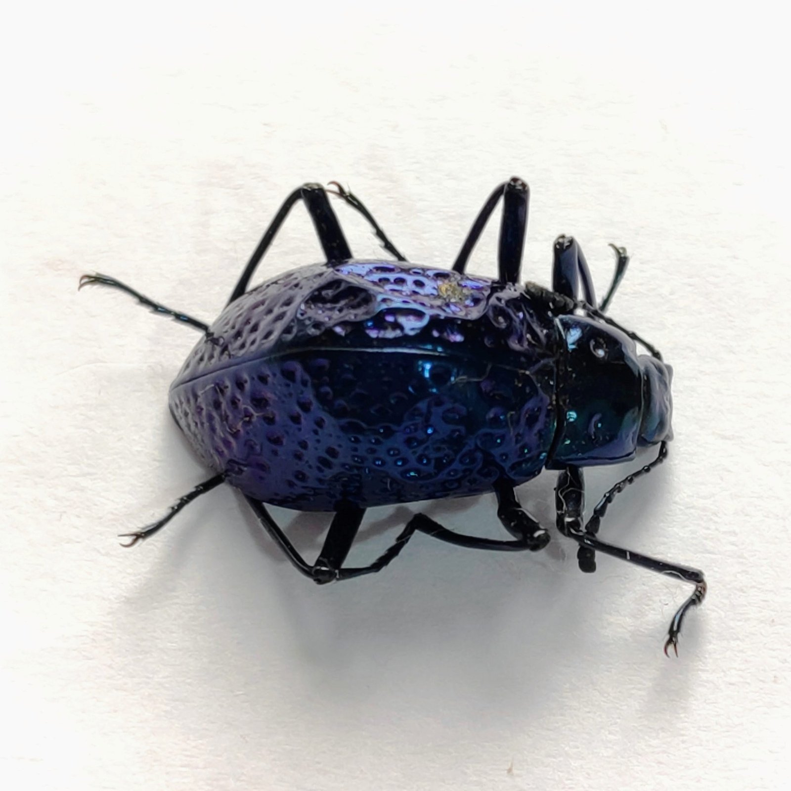 11 Chrysomelidae - Image 2