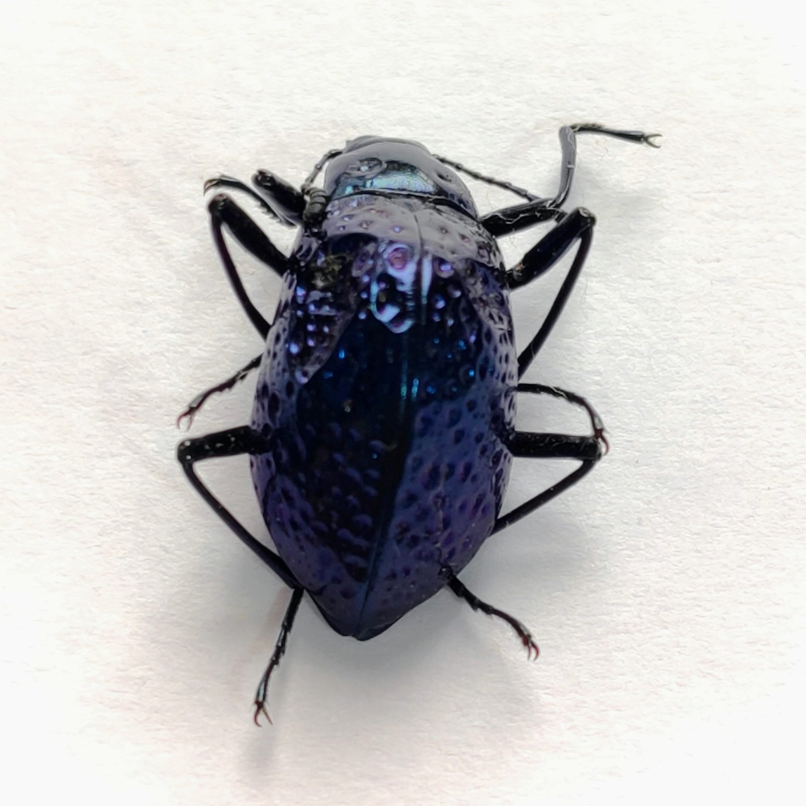 11 Chrysomelidae - Image 3