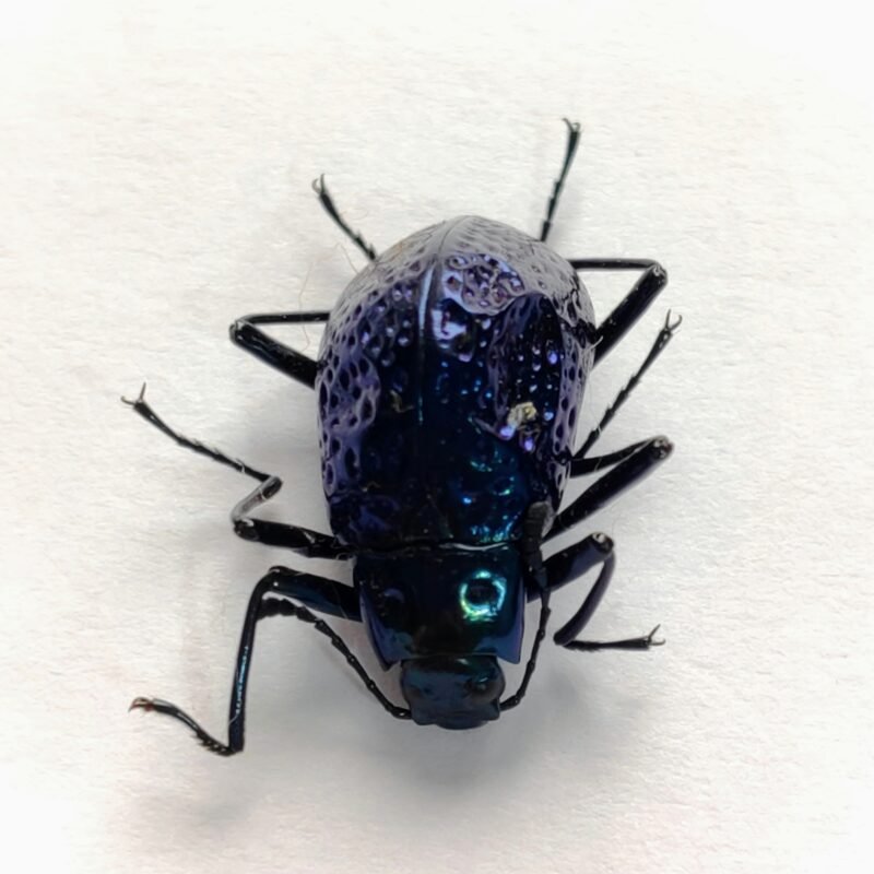 11 Chrysomelidae