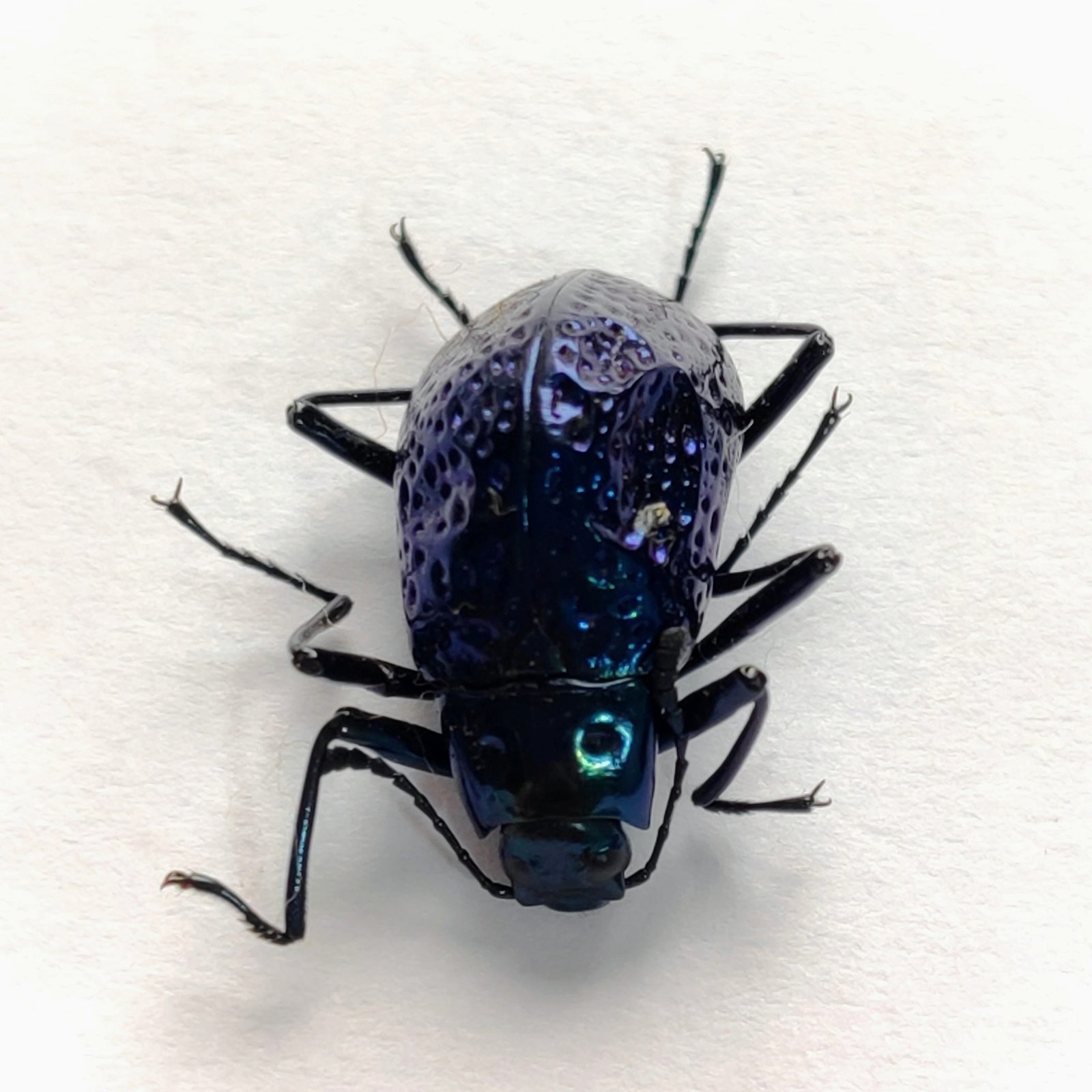 11 Chrysomelidae