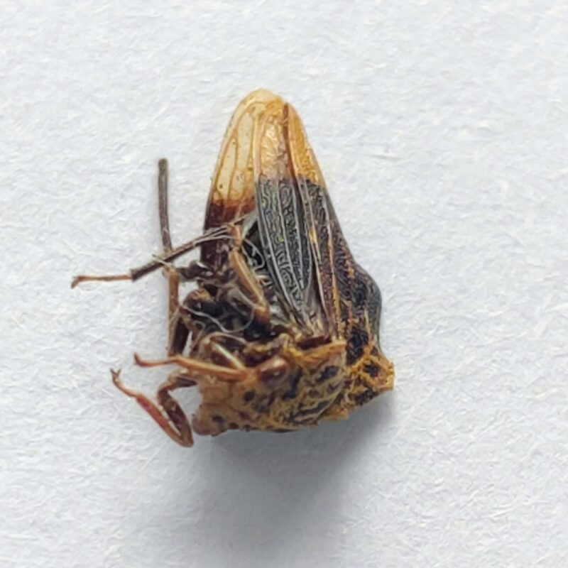 11 Membracidae